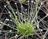 Lachnocaulon anceps