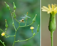 Lactuca canadensis