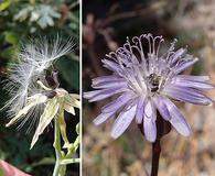 Lactuca graminifolia