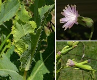 Lactuca ludoviciana