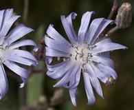 Lactuca oblongifolia