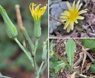 Lactuca virosa