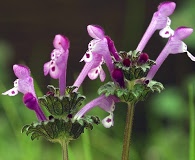 Lamium amplexicaule