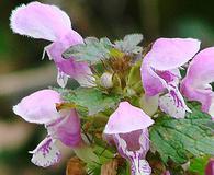 Lamium maculatum