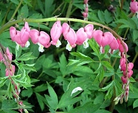 Lamprocapnos spectabilis