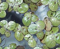 Landoltia punctata