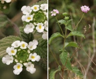 Lantana achyranthifolia