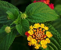 Lantana camara