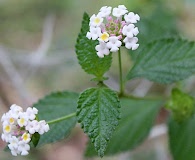 Lantana hirta