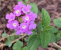 Lantana montevidensis