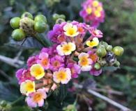 Lantana strigocamara