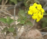 Lantana urticoides