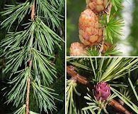 Larix laricina