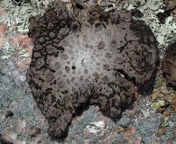 Lasallia pustulata