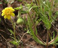 Lasthenia coronaria