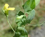 Lathyrus aphaca