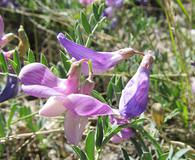 Lathyrus brachycalyx