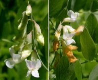 Lathyrus delnorticus