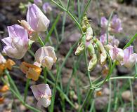 Lathyrus graminifolius