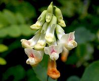 Lathyrus holochlorus