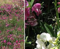 Lathyrus latifolius