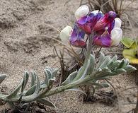 Lathyrus littoralis