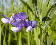 Lathyrus palustris