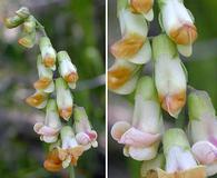 Lathyrus sulphureus