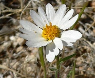 Layia glandulosa