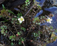 Leavenworthia uniflora