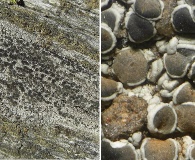 Lecanora cenisia