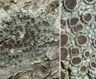 Lecanora chlarotera