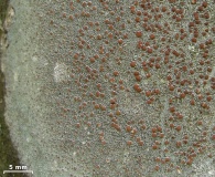 Lecanora cinereofusca