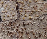 Lecanora pacifica