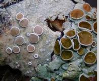 Lecanora protervula