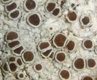 Lecanora pulicaris