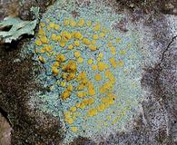 Lecanora symmicta