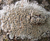 Lecanora varia