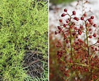 Lechea sessiliflora