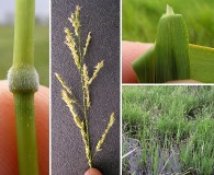 Leersia hexandra