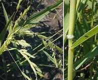 Leersia oryzoides