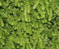 Lejeunea cavifolia