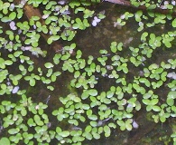 Lemna perpusilla