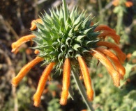 Leonotis nepetifolia