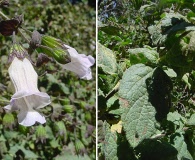 Lepechinia cardiophylla