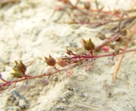 Lepidium acutidens