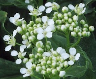 Lepidium chalepense