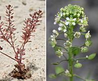 Lepidium densiflorum