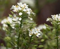 Lepidium eastwoodiae