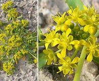 Lepidium flavum